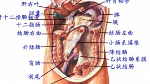 普外手术配合（肝胃）