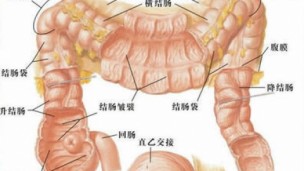 肠道外科手术配合（开放）